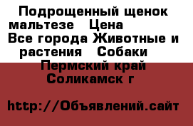 Подрощенный щенок мальтезе › Цена ­ 15 000 - Все города Животные и растения » Собаки   . Пермский край,Соликамск г.